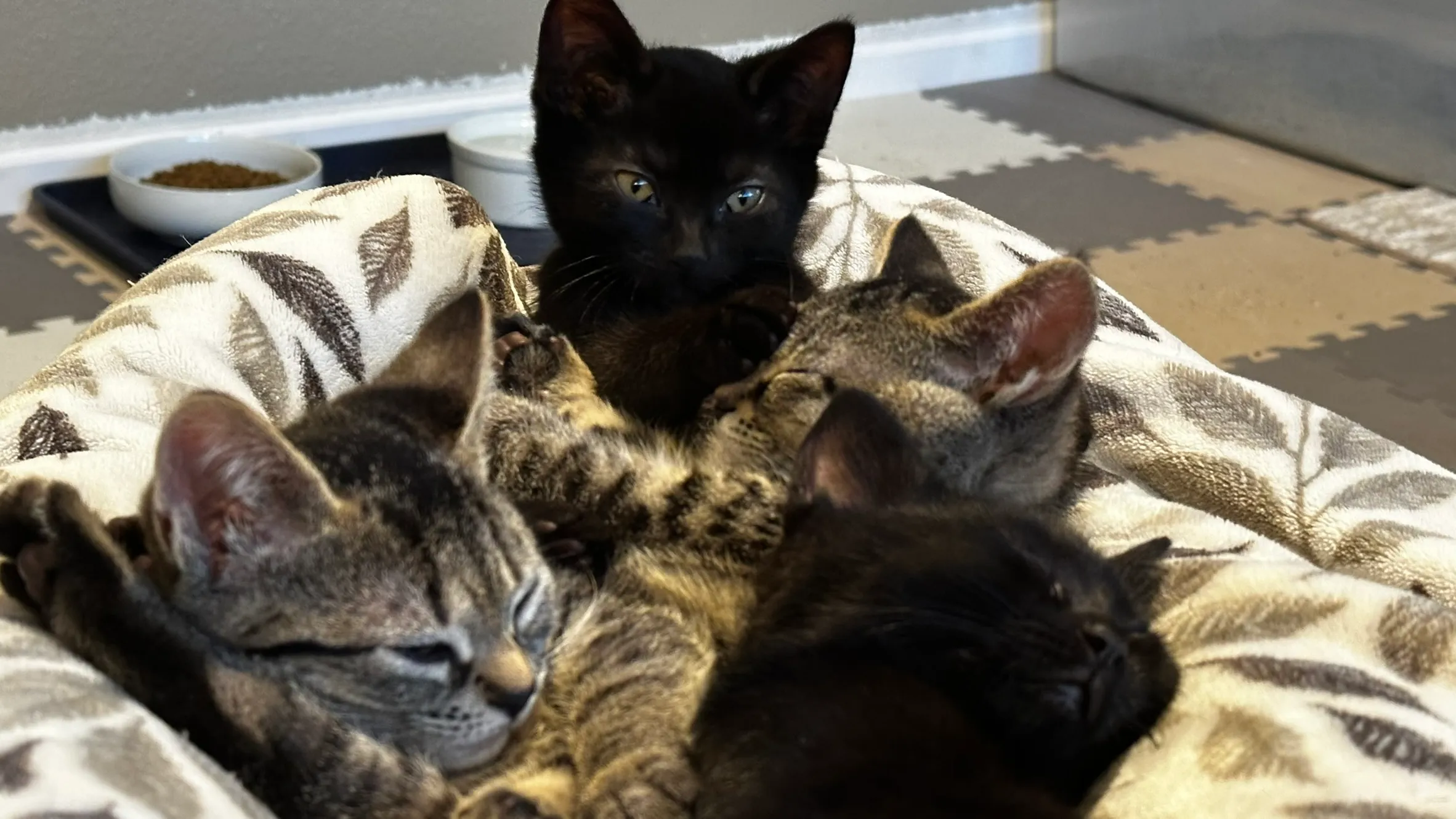 Tabby kitten relaxing on a crate-top bed at Whisker Foundation in Everett, Washington.