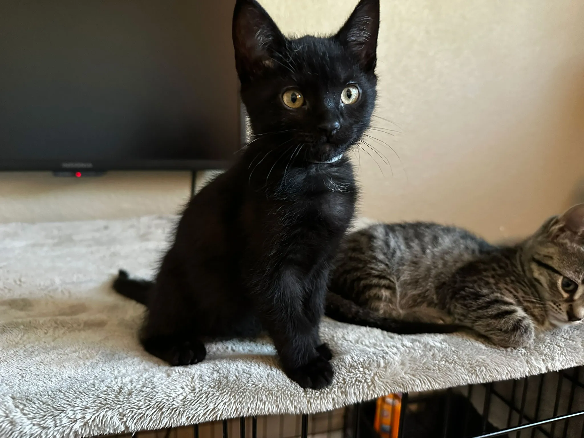 Black kitten standing on cage Whisker Foundation in Everett, WA.