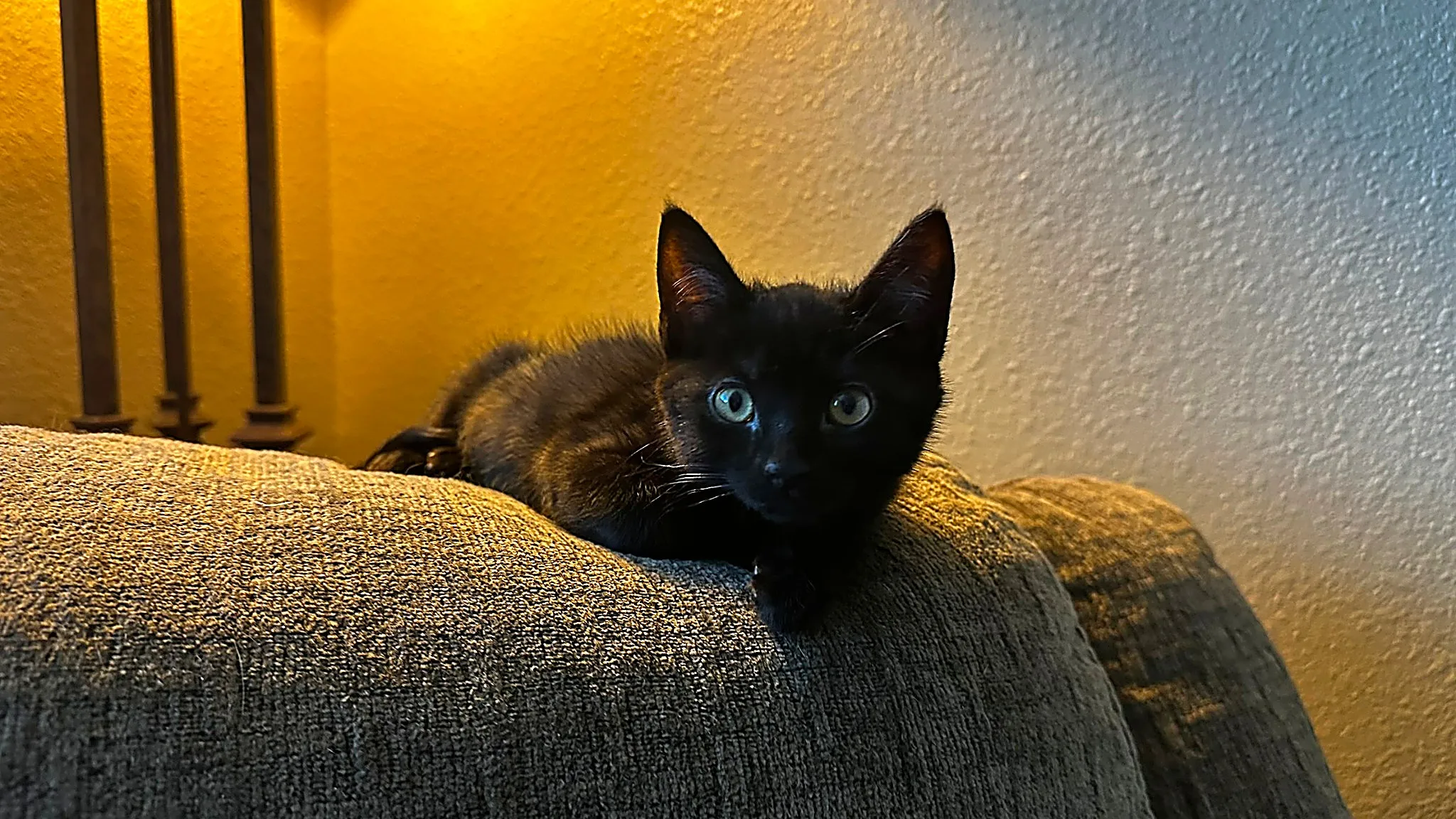 Tabby kitten relaxing on a crate-top bed at Whisker Foundation in Everett, Washington.