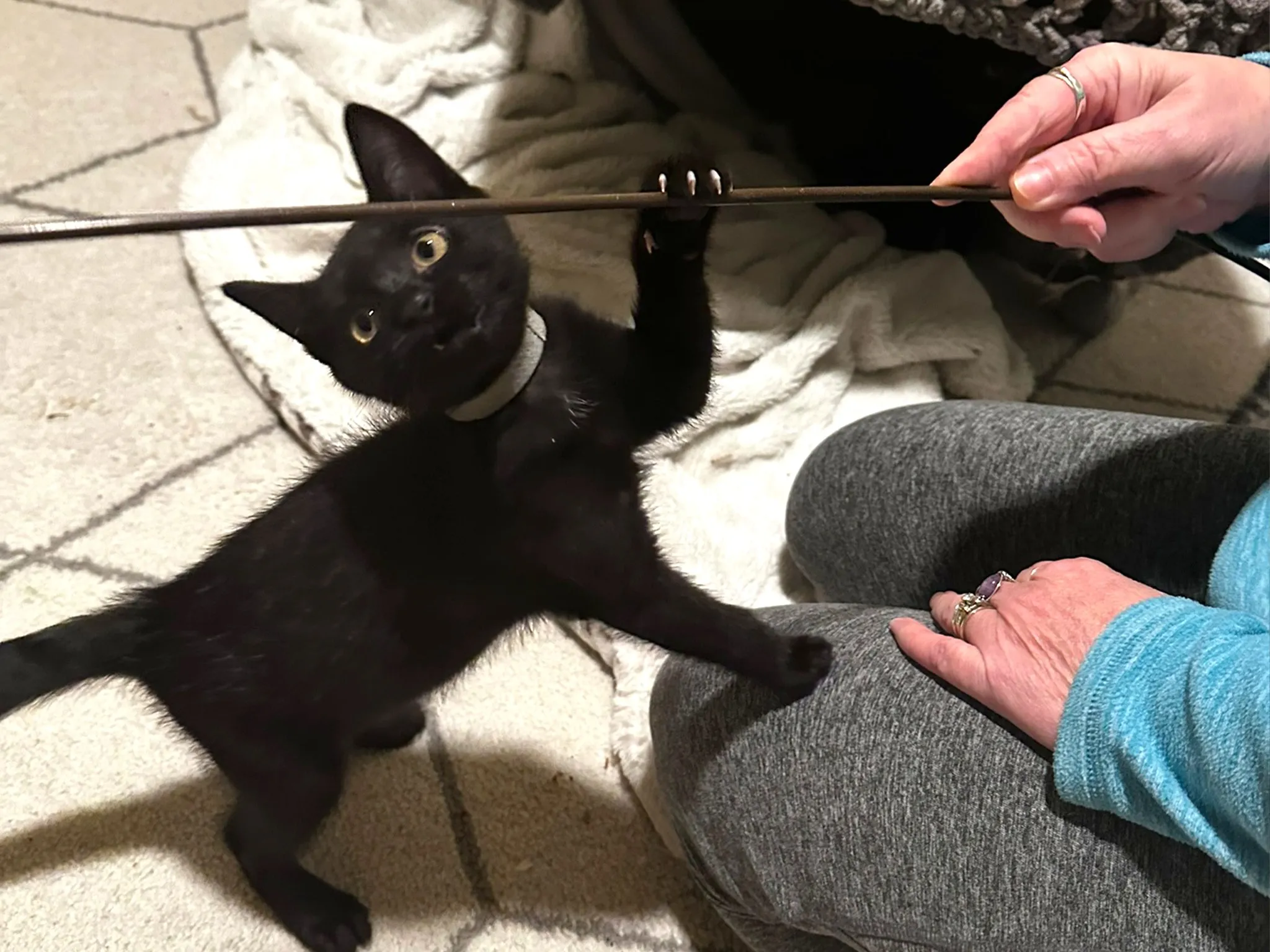 Kittens gathered on a cat tree bed at Whisker Foundation in Everett, WA.