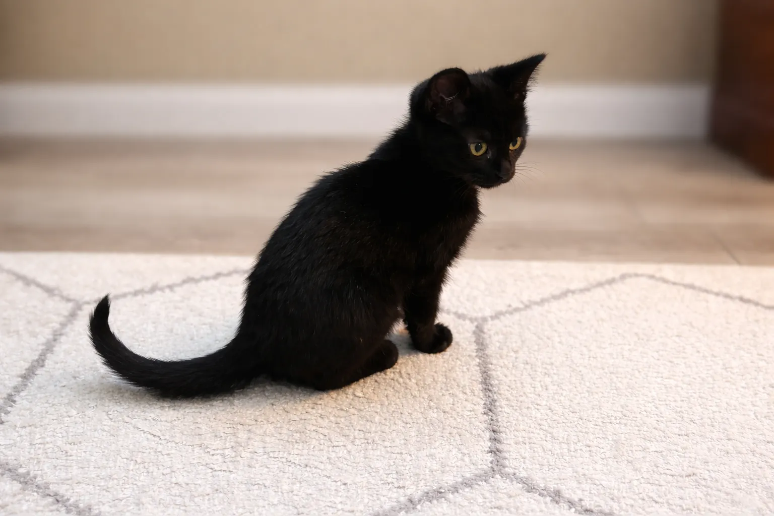 Black kitten sitting on cage Whisker Foundation in Everett, WA.