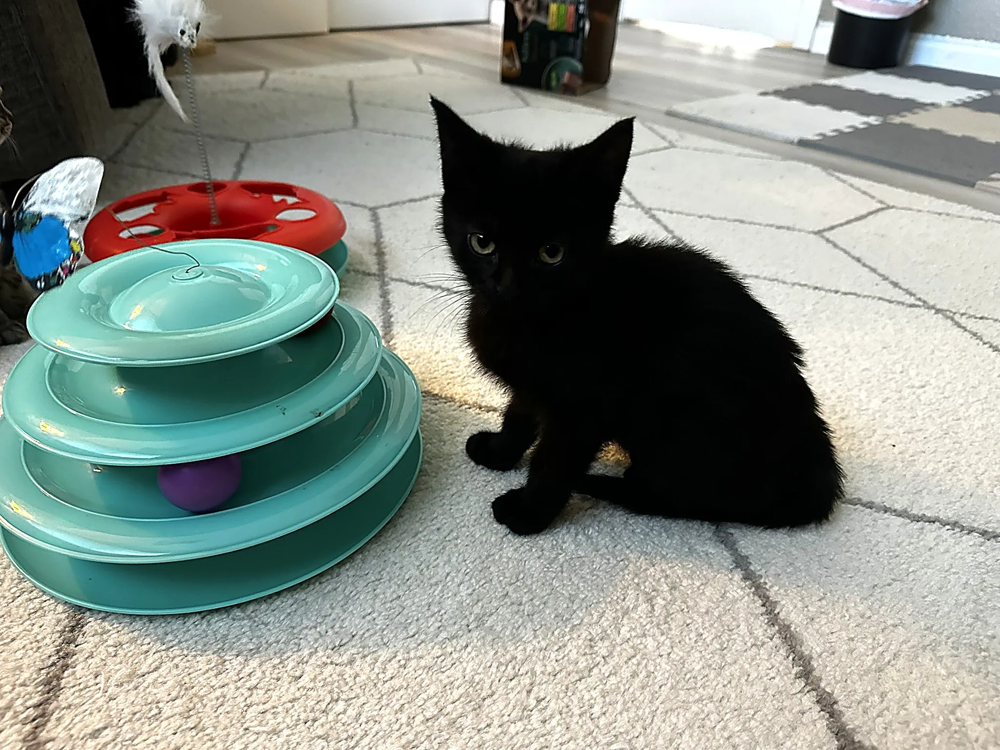 Two kittens lounging on a crate-top bed at Whisker Foundation in Everett, W