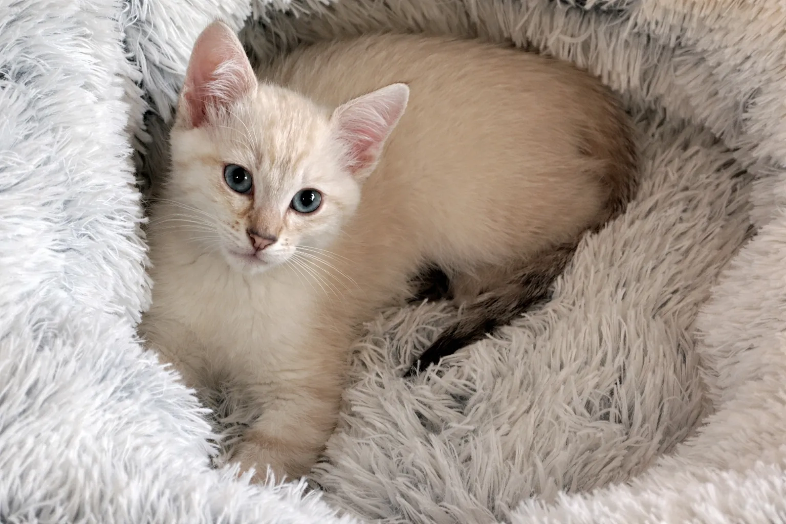 Curious tabby kitten in a cat tree bed with other kittens resting nearby at Whisker Foundation in Everett, WA.