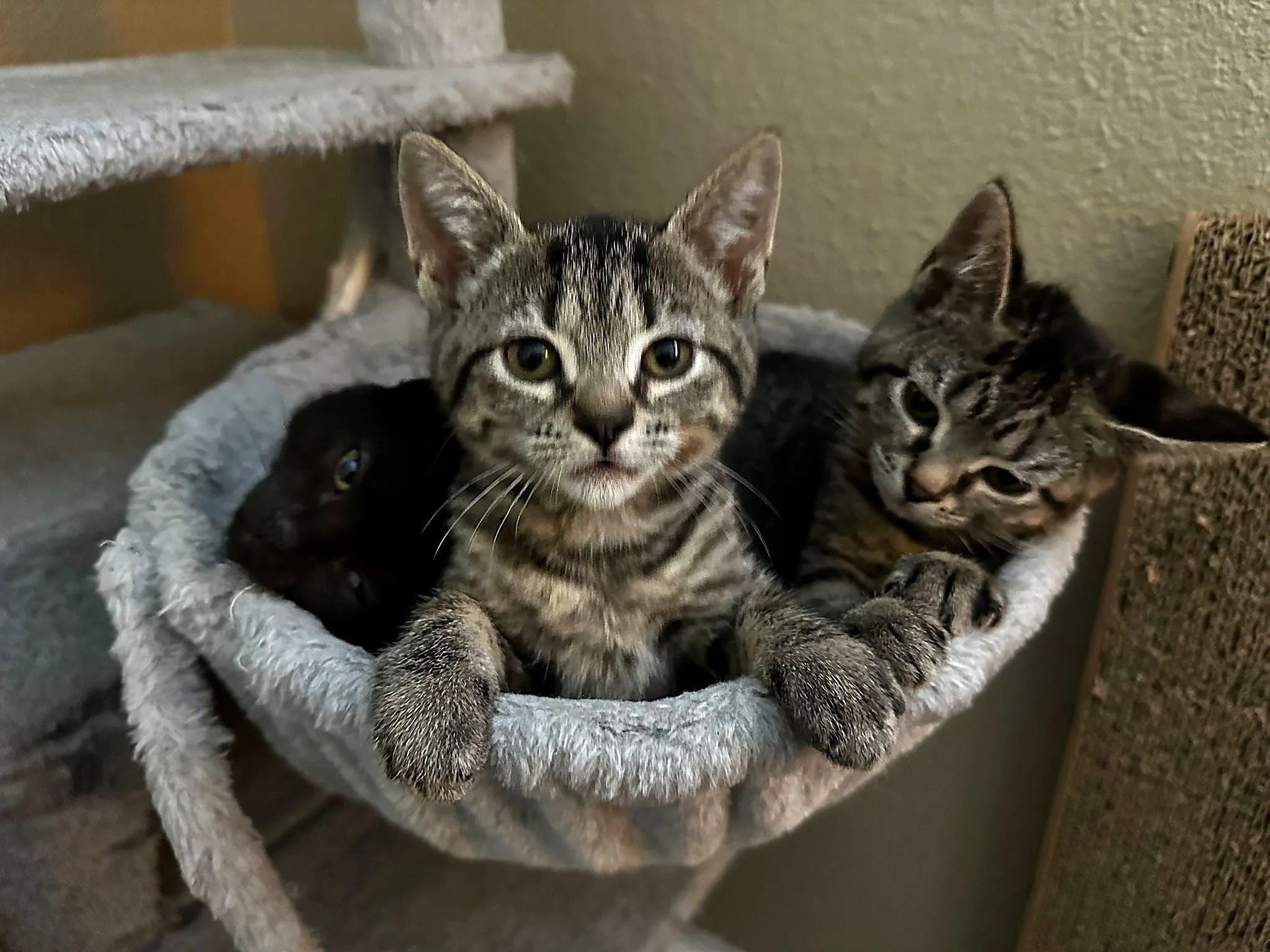 Curious tabby kitten in a cat tree bed with other kittens resting nearby at Whisker Foundation in Everett, WA.