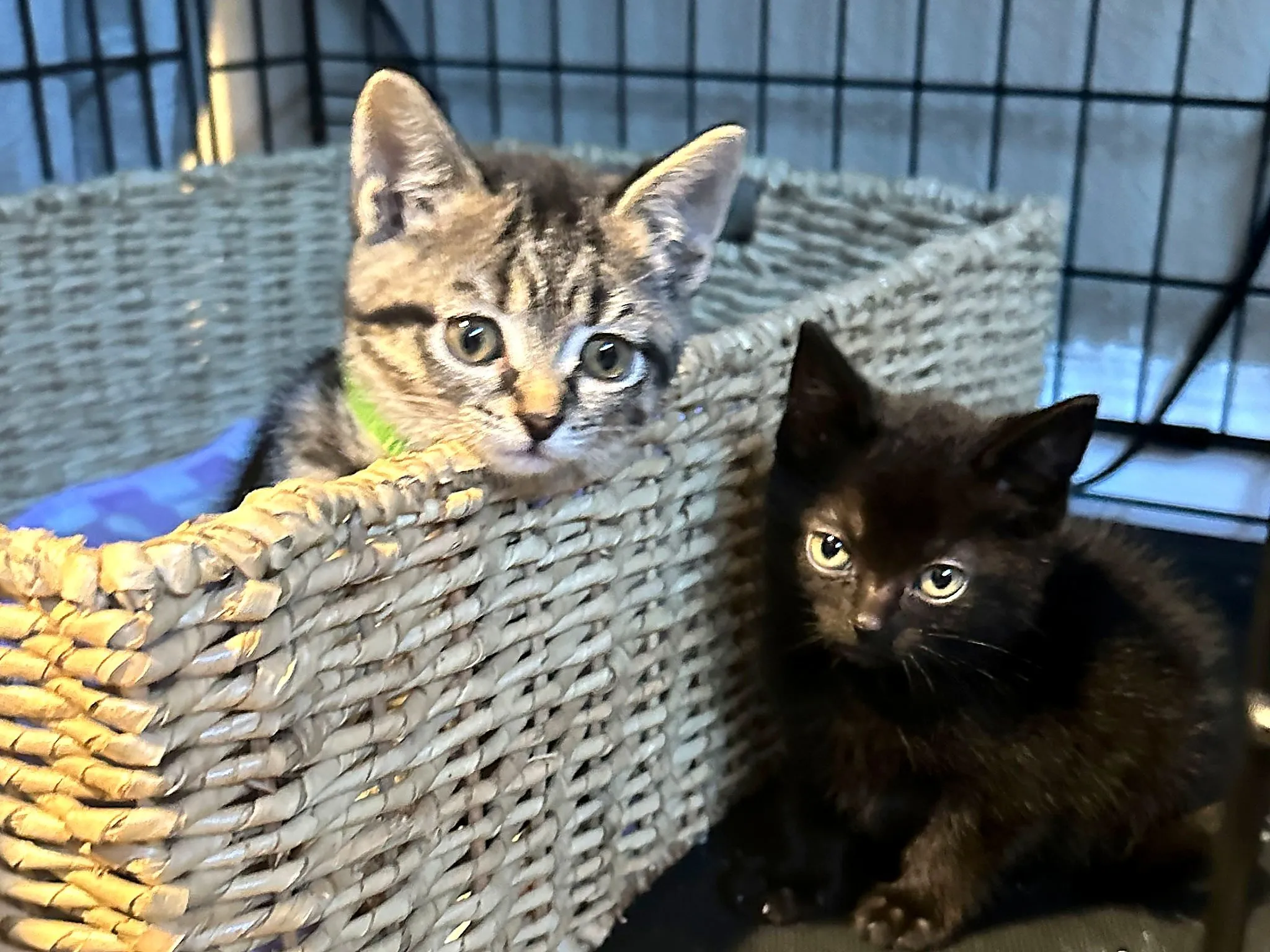Kittens gathered on a cat tree bed at Whisker Foundation in Everett, WA.
