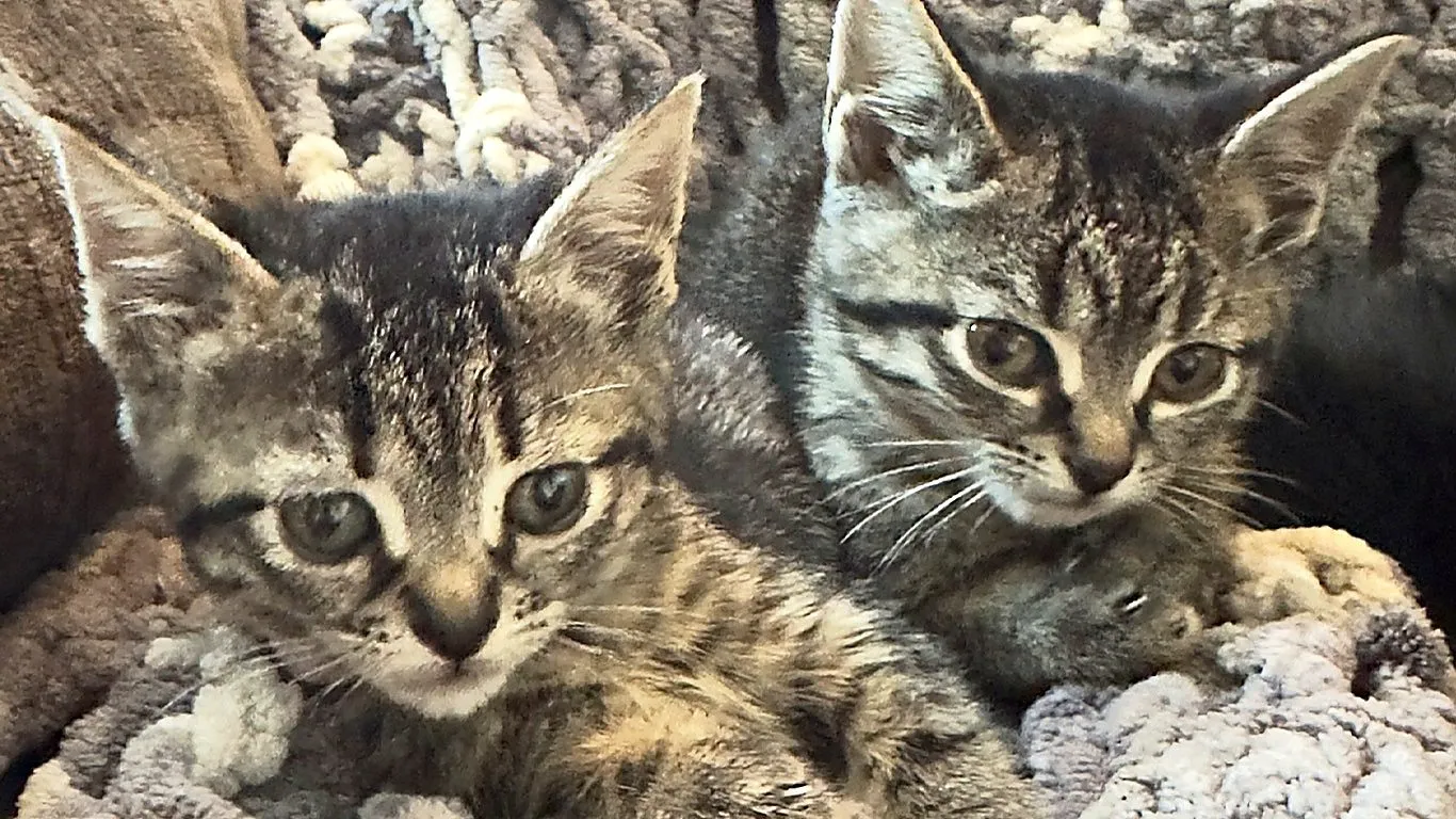 Kittens gathered on a cat tree bed at Whisker Foundation in Everett, WA.
