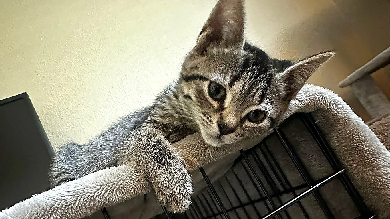 Curious tabby kitten laying down on cage at Whisker Foundation in Everett, WA.