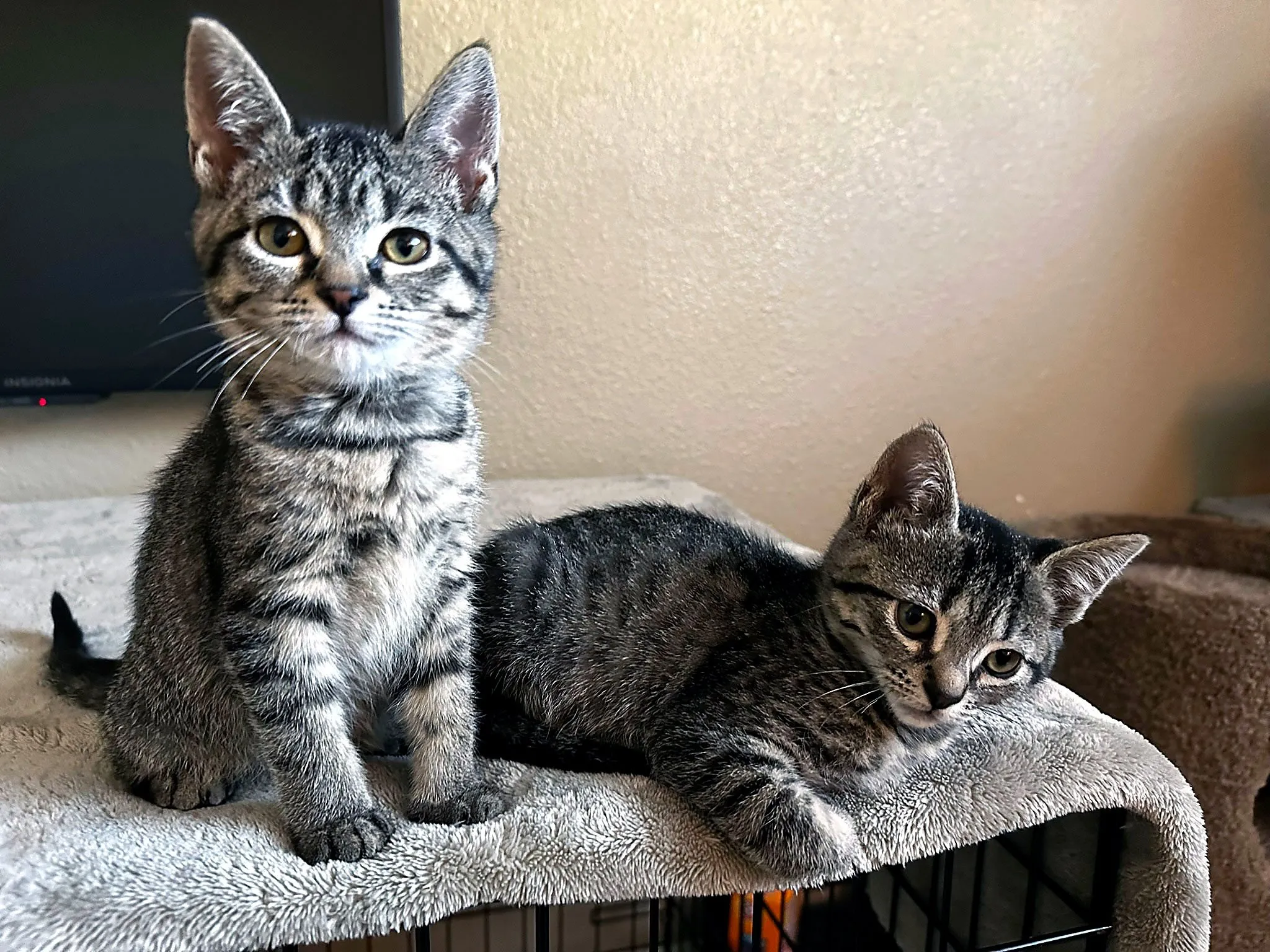 Two kittens lounging on a crate-top bed at Whisker Foundation in Everett, W