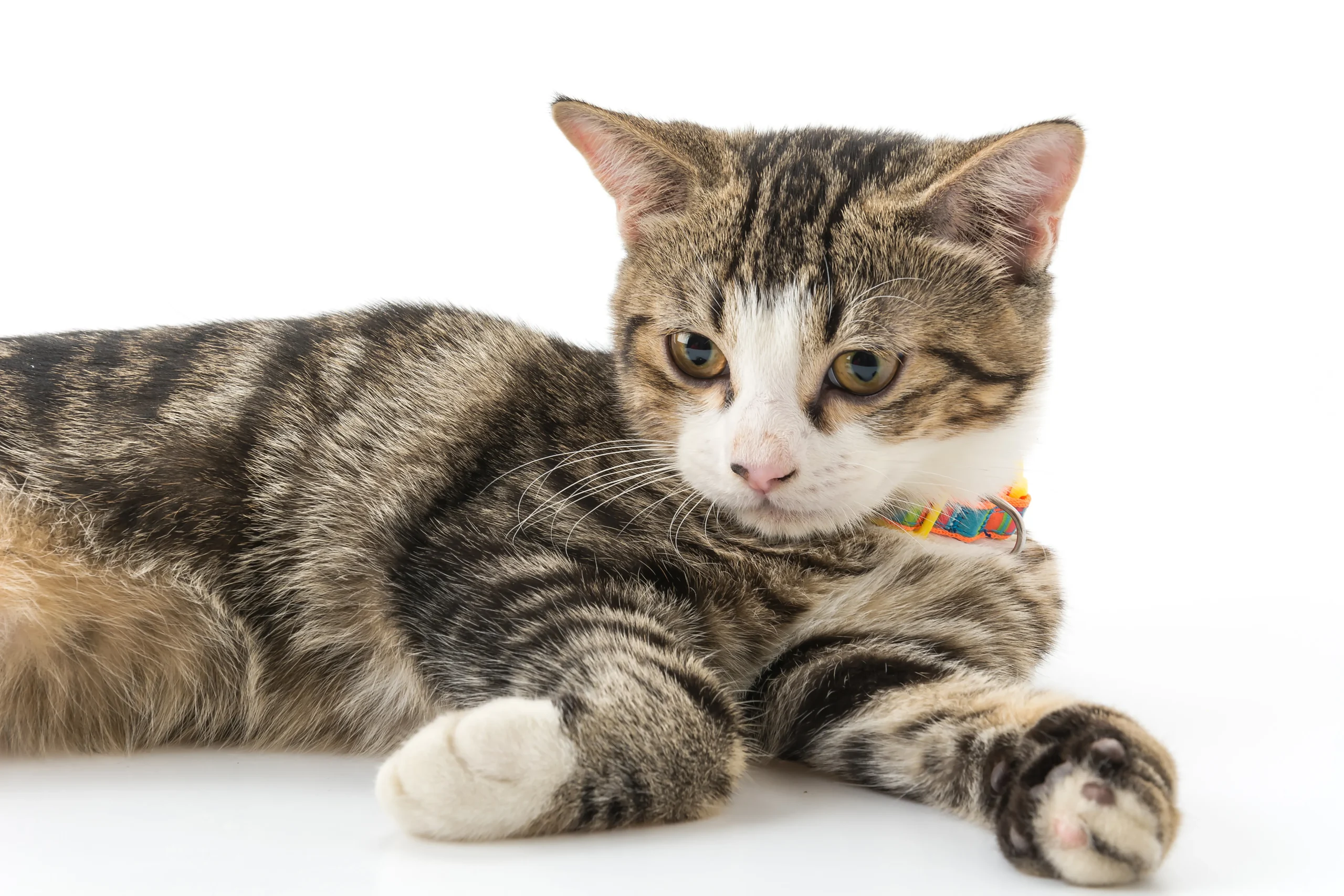 Adult cat with colorful color laying down at Whisker Foundation in Everett, Washington.