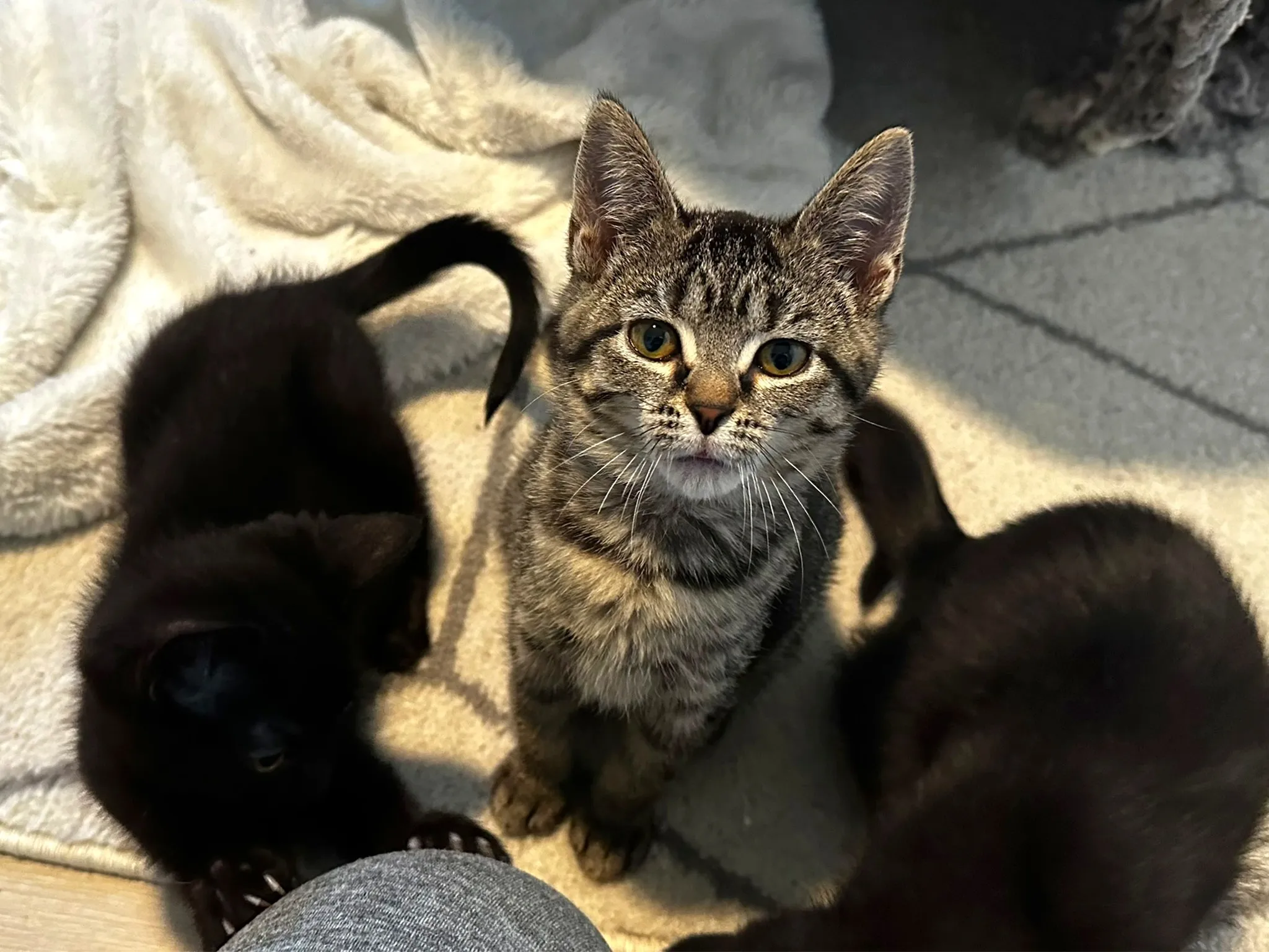 Tabby kitten relaxing on a crate-top bed at Whisker Foundation in Everett, Washington.