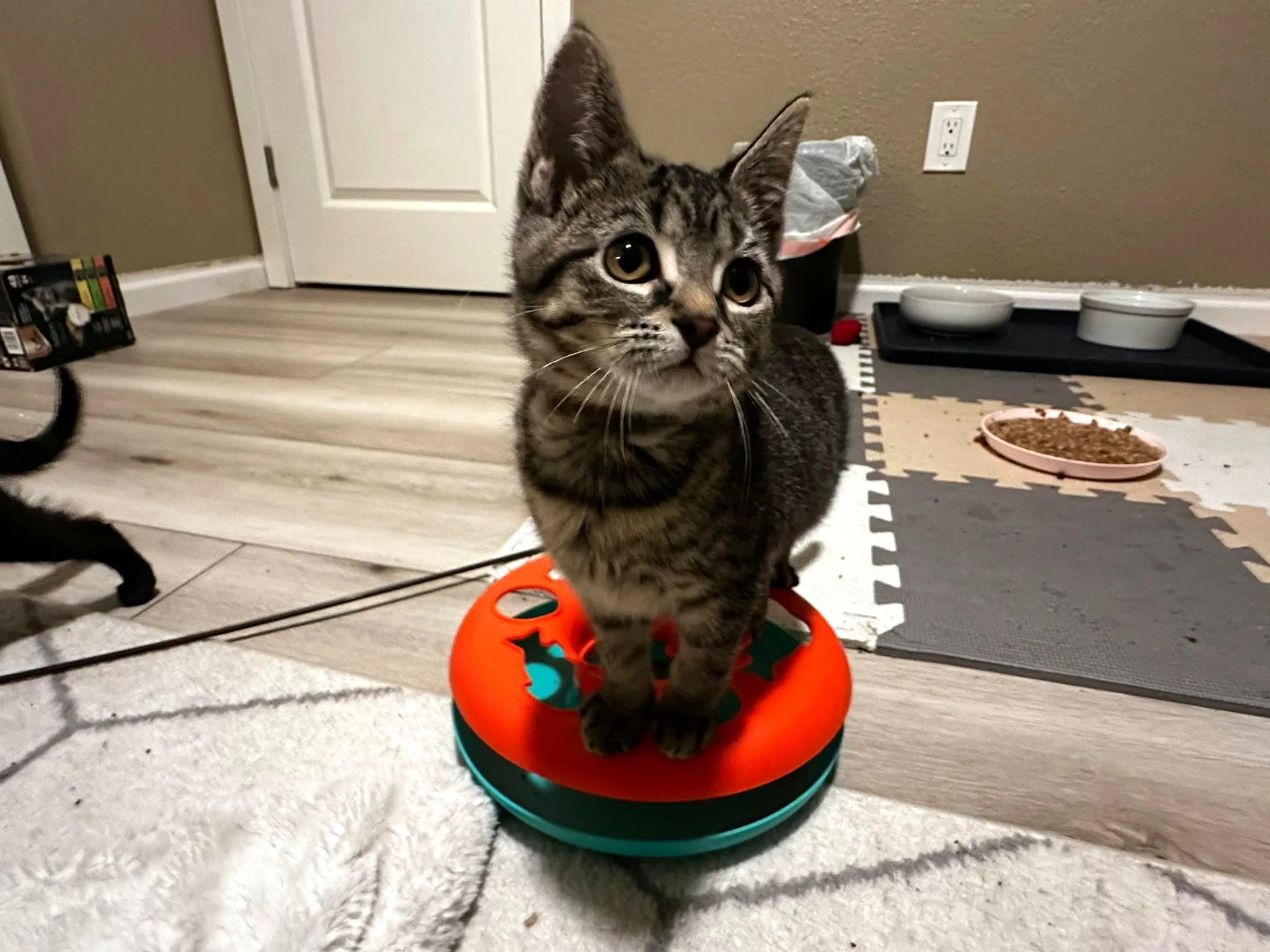 Kittens gathered on a cat tree bed at Whisker Foundation in Everett, WA.