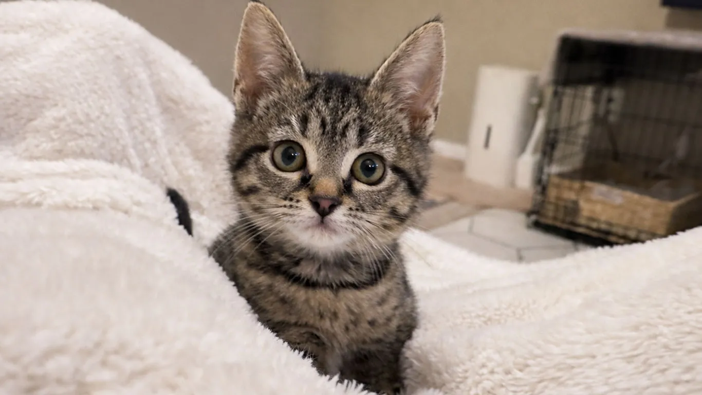 Curious tabby kitten laying down on cozy blanket Whisker Foundation in Everett, WA.