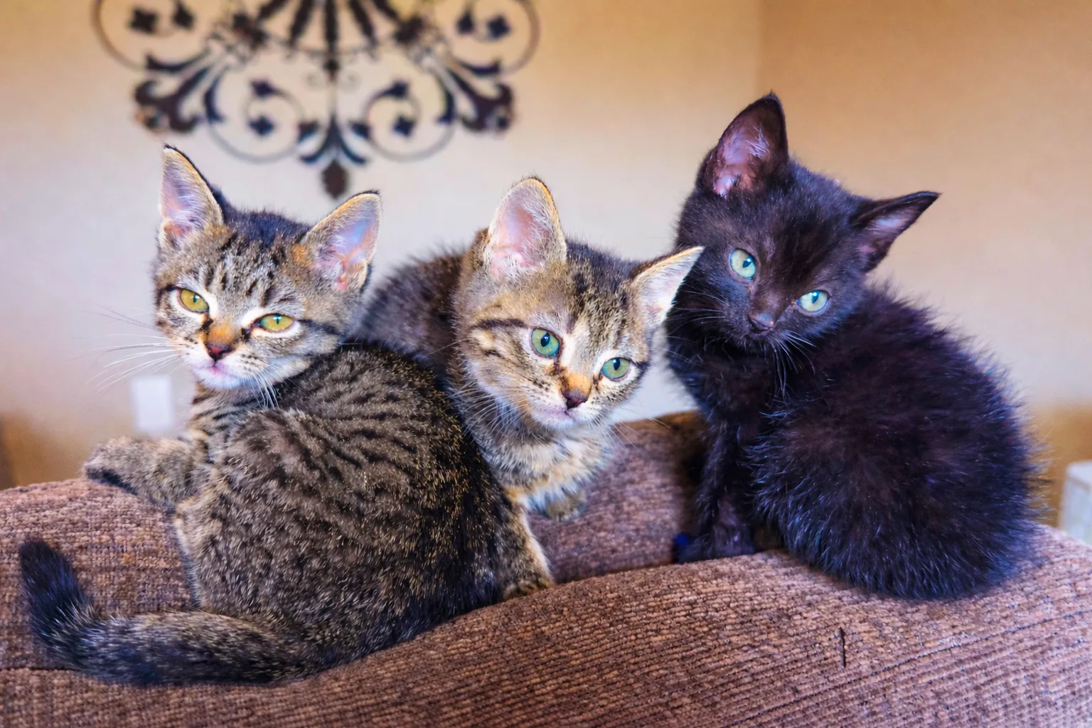 Tabby kitten relaxing on a crate-top bed at Whisker Foundation in Everett, Washington.