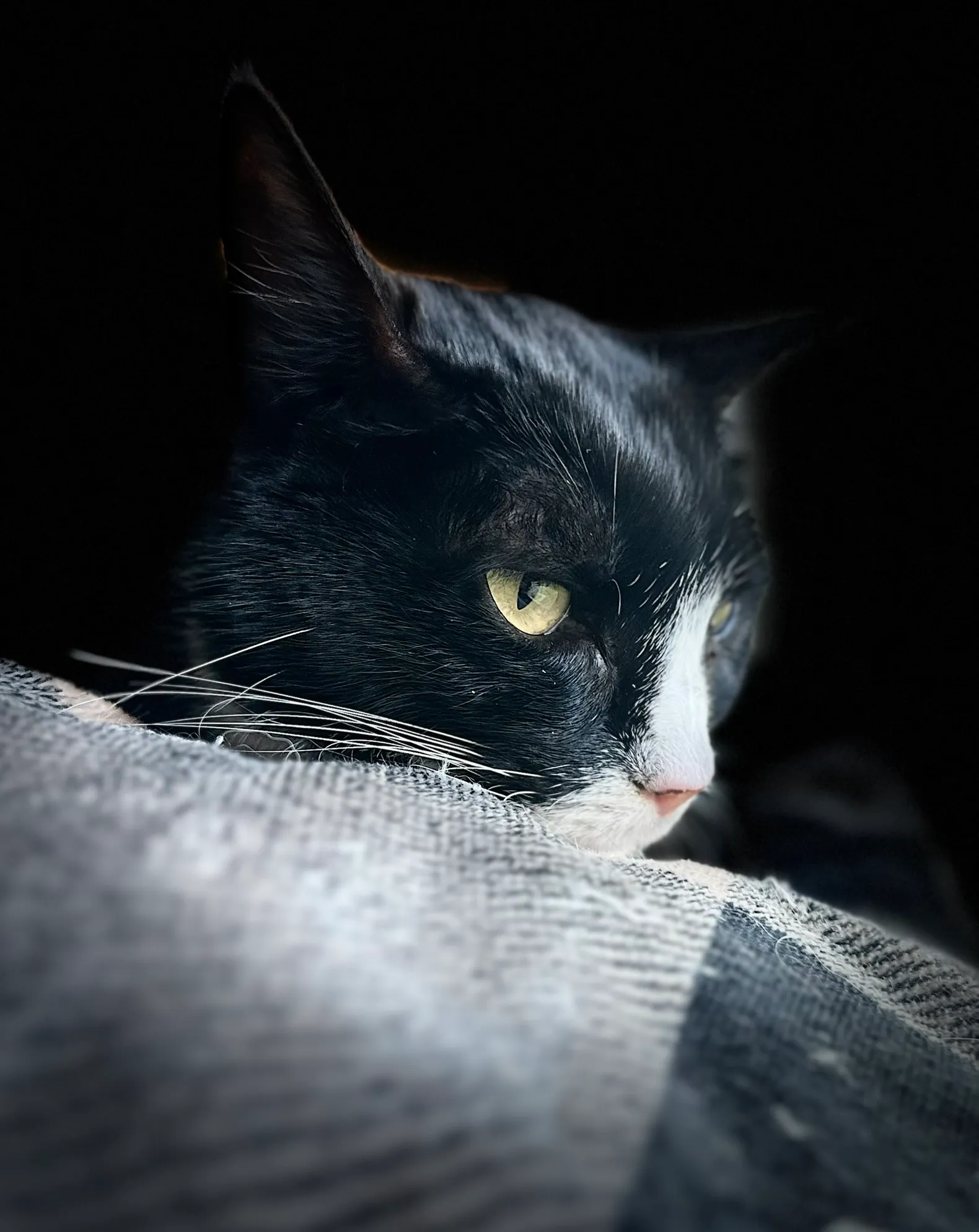 Tuxedo Cat Laying on bed at Whisker Foundation in Everett, Washington.