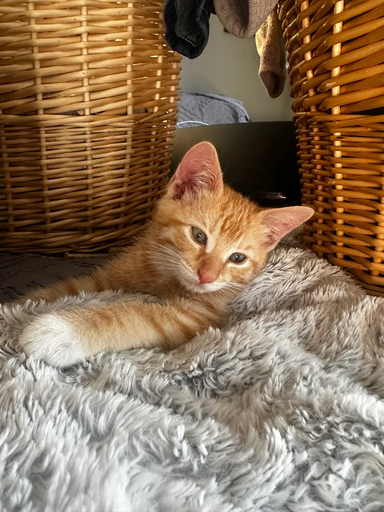 Grey cat lounging on brown couch, Whisker Foundation, Everett, WA