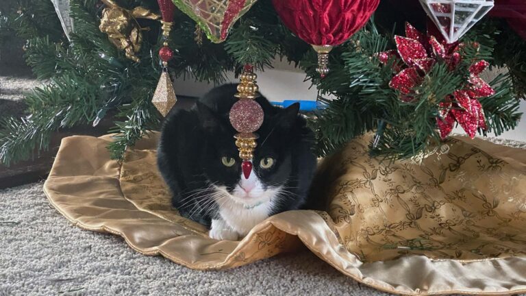 Whisker Foundation Blog - Tuxedo Cat - Hidden Danger of Christmas Tree Lights for Cats