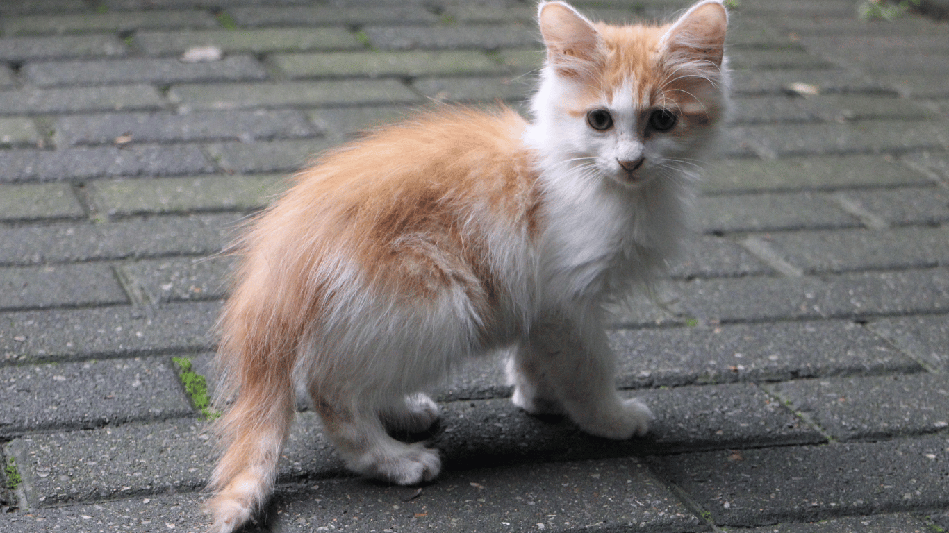 Whisker Foundation Blog - When to spay or neuter your cat