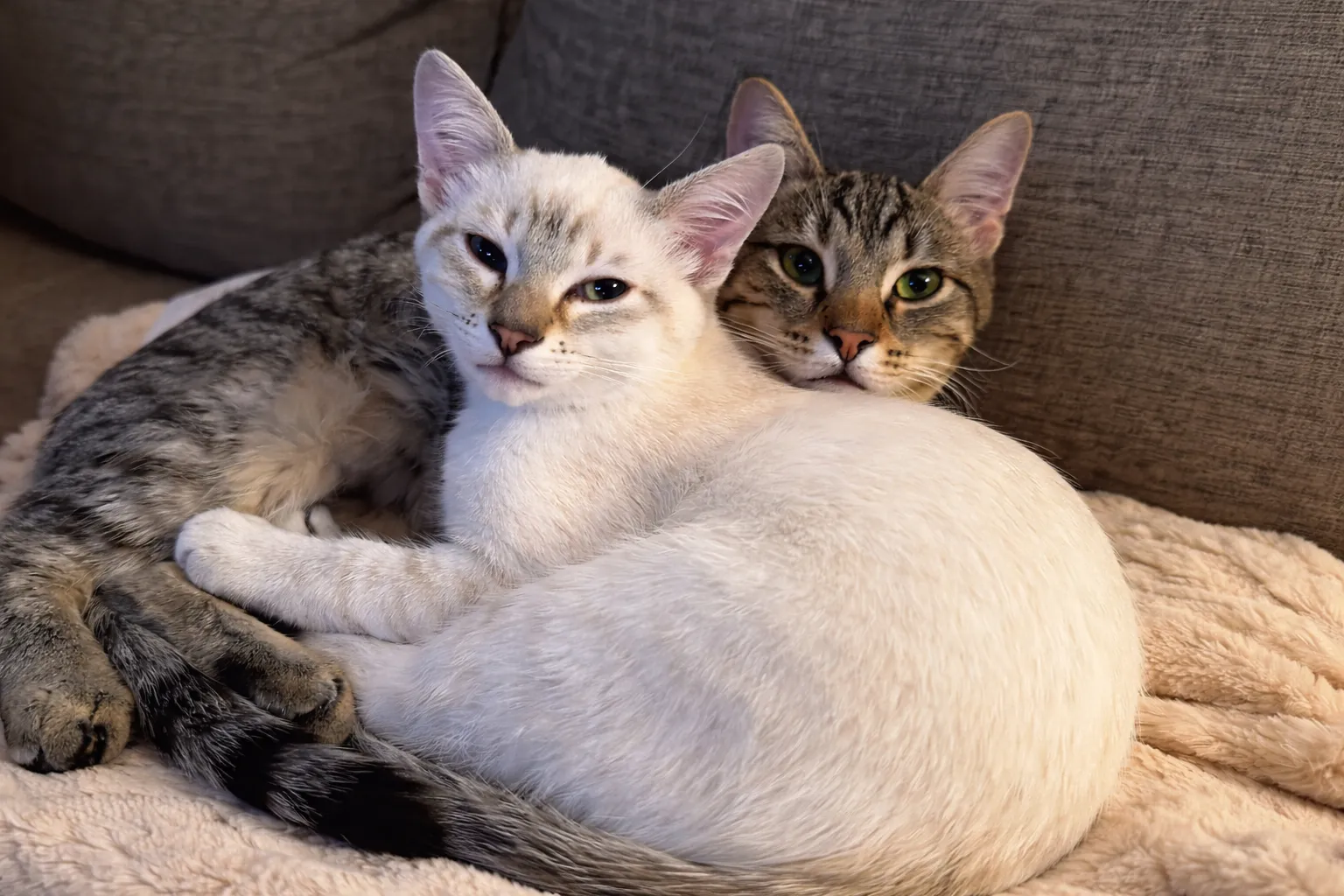 Two Kittens cuddling at Whisker Foundation in Everett, Washington