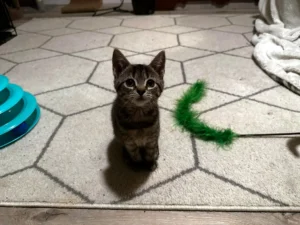 Tabby kitten looking up at Whisker Foundation