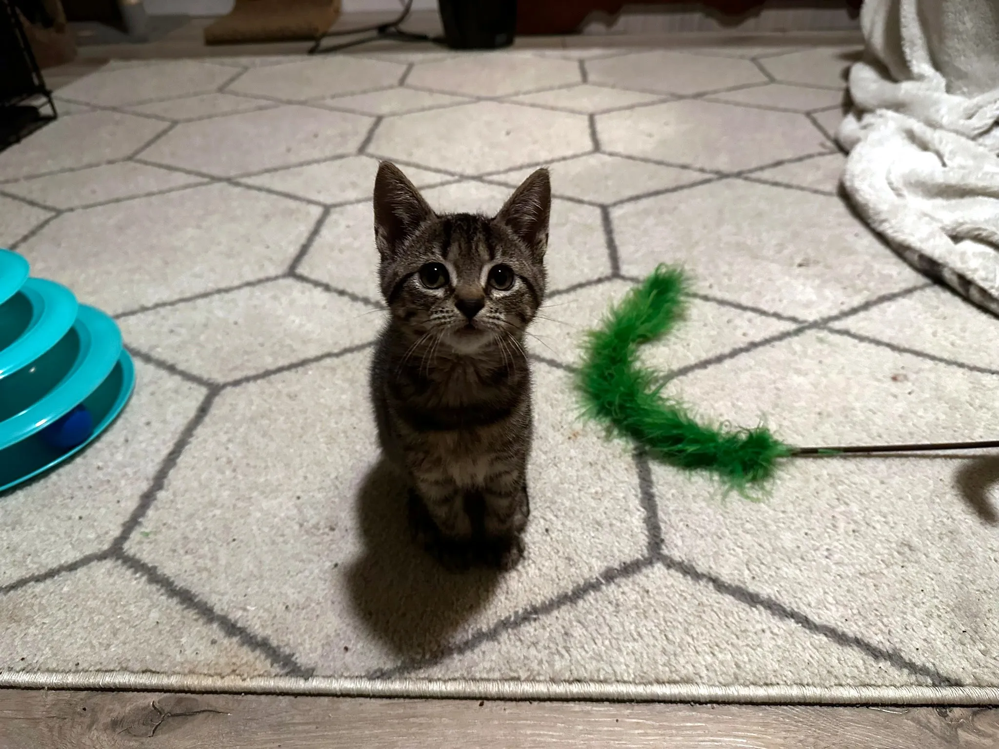 Tabby kitten looking up at Whisker Foundation