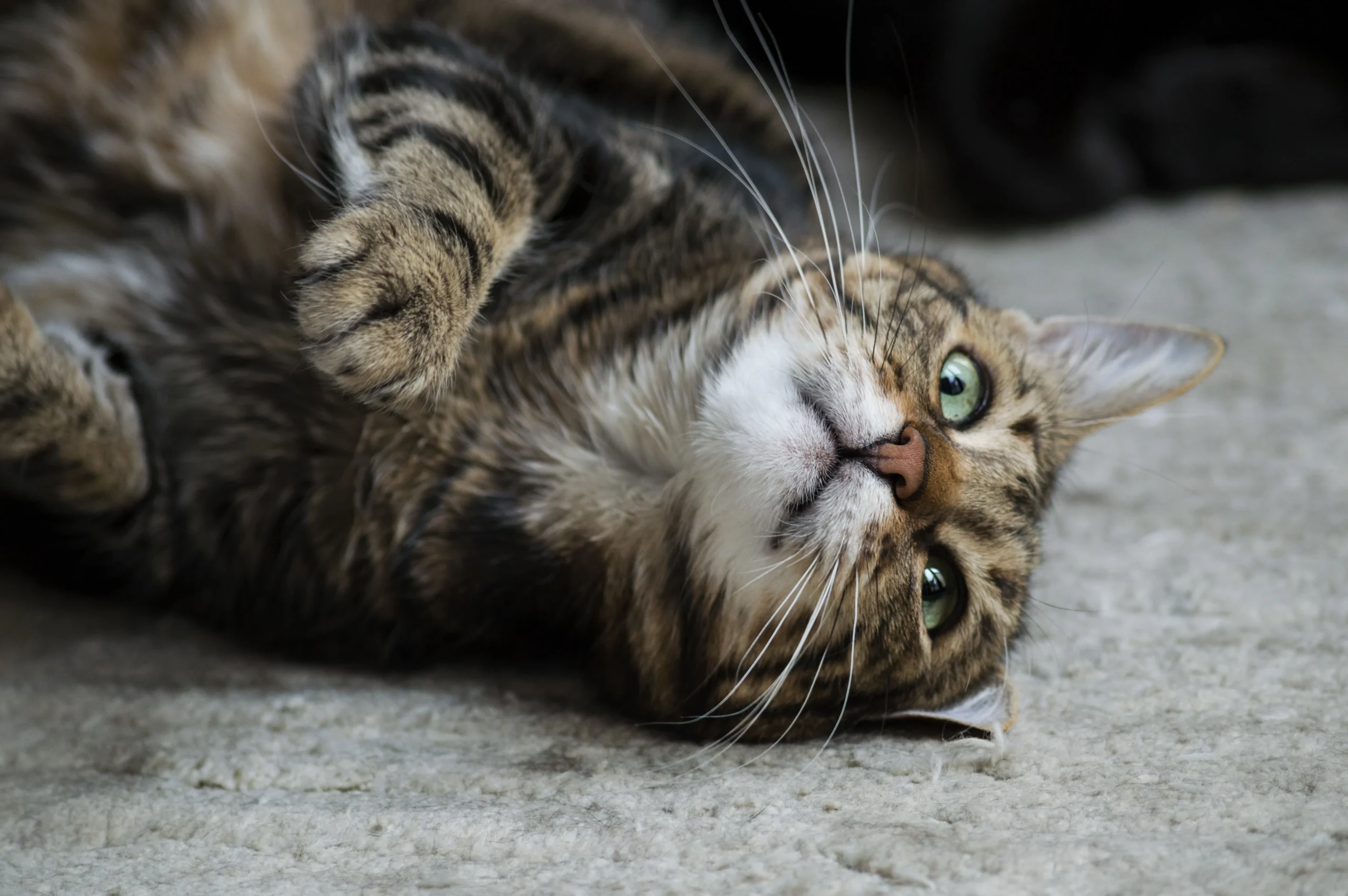 Whisker Foundation - Cat Declawing article