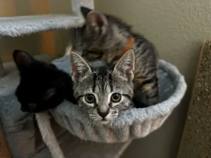 Kittens gathered on a cat tree bed at Whisker Foundation in Everett, WA.