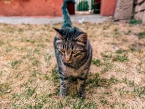 Whisker Foundation Cat Looking in Garden