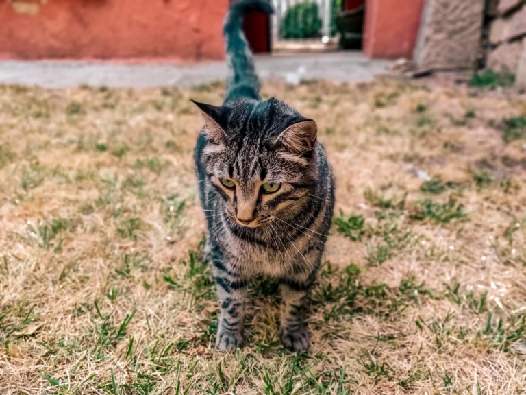 Whisker Foundation Cat Looking in Garden