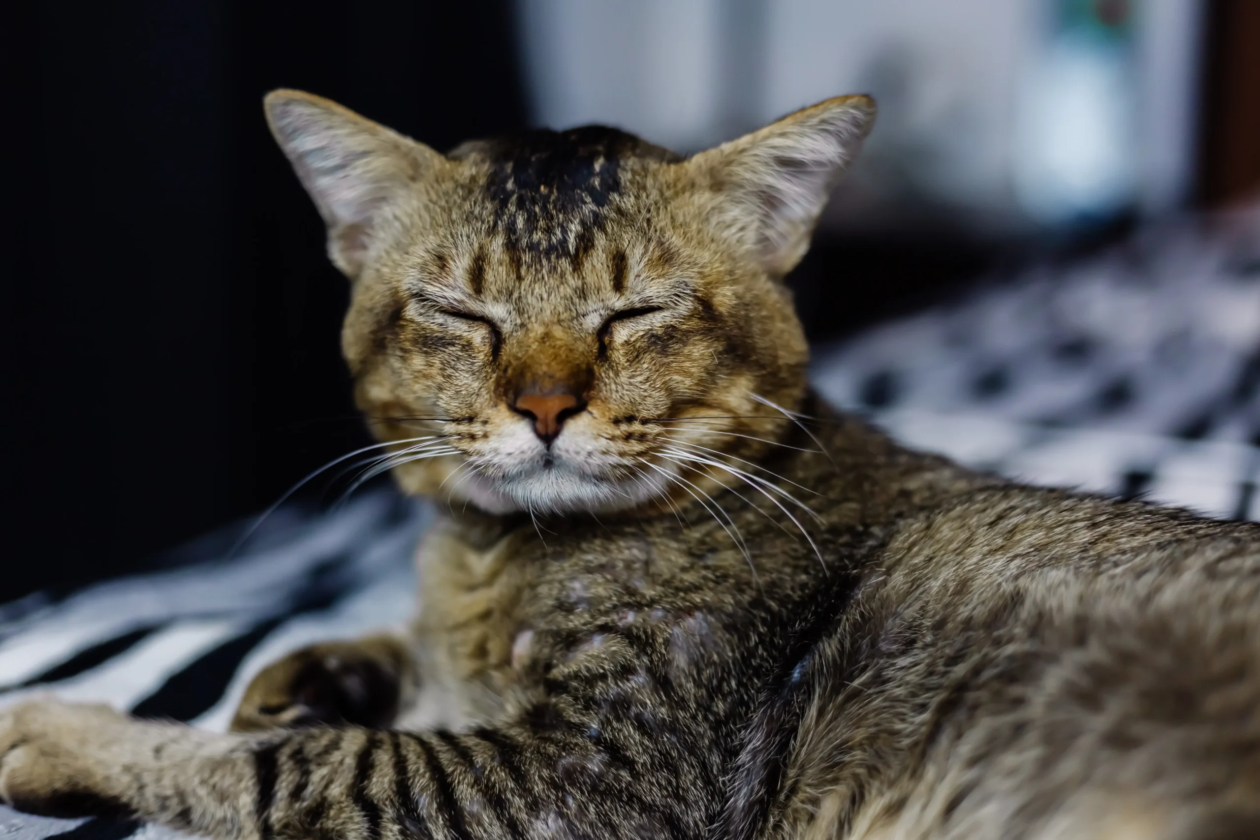 Whisker Foundation - Cat portrait laying on stripped blanket