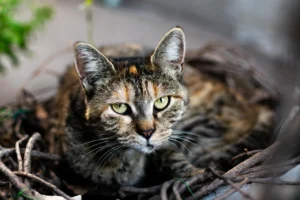 Whisker Foundation - Feral Cat Article