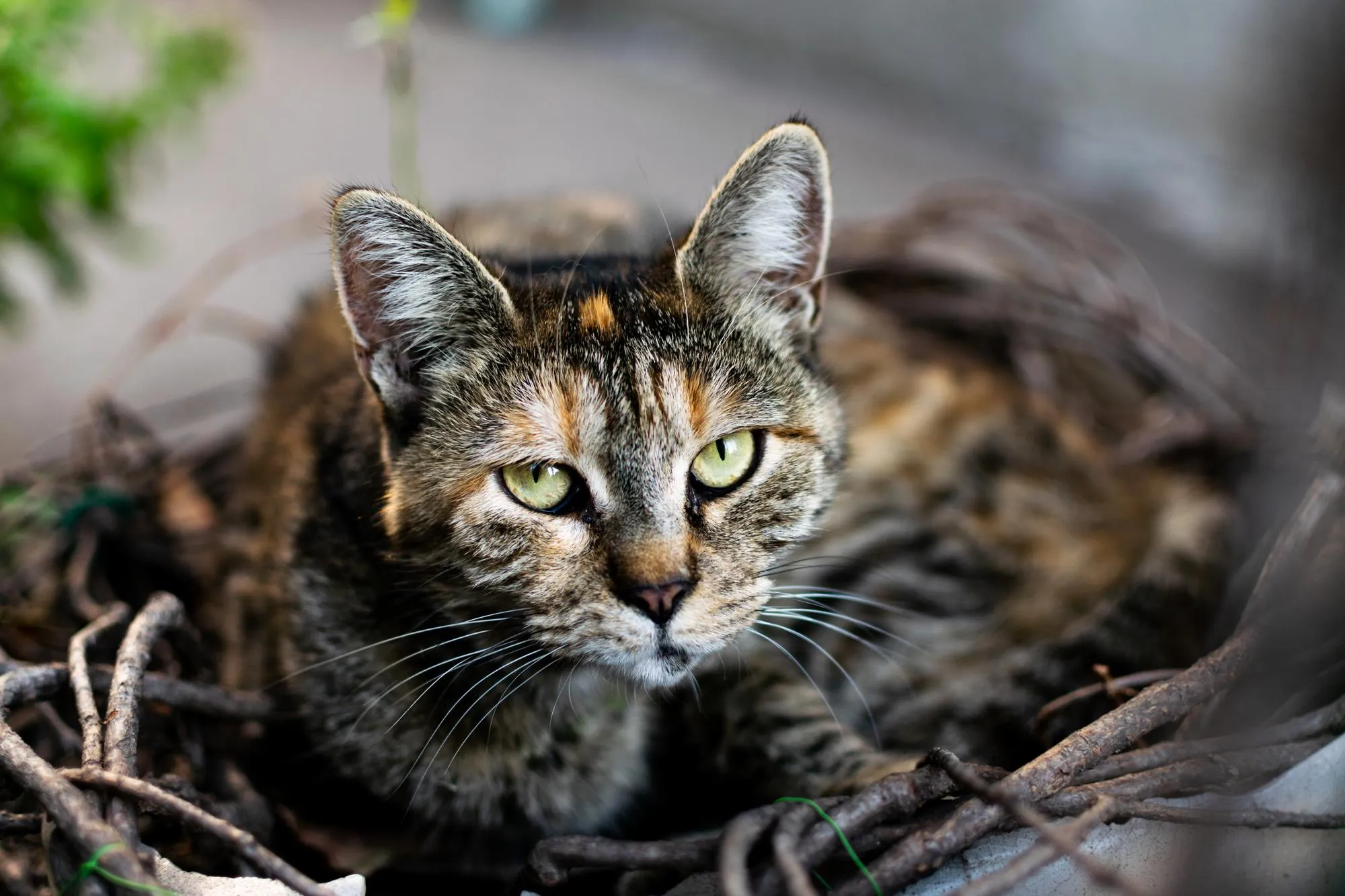 Whisker Foundation - Feral Cat Article