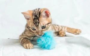 Whisker Foundation - Cat playing with toy