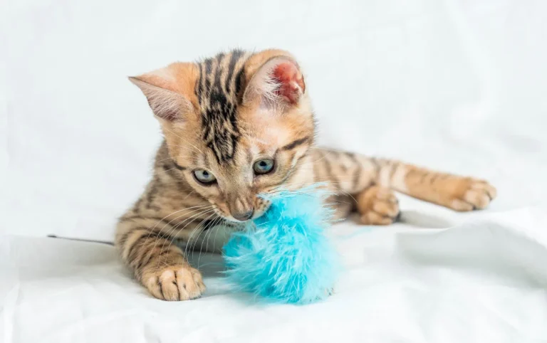 Whisker Foundation - Cat playing with toy