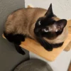 Indoor Siamese cat – Snohomish County Siamese mix female cat relaxing indoors available for adoption in Snohomish County through Veronica’s Cat Boarding