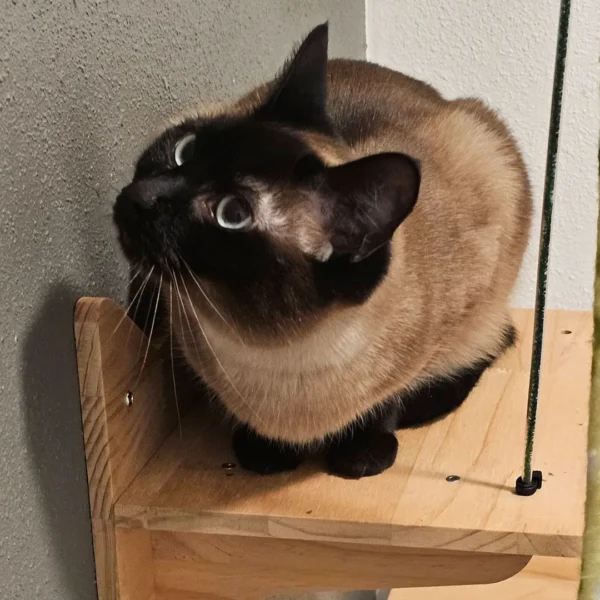 Playful Siamese mix cat for adoption Friendly and playful Siamese mix cat available through Veronica’s Cat Boarding foster listed on Whisker Foundation