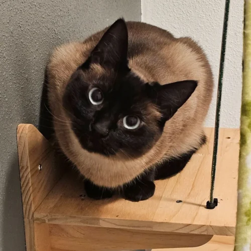 Siamese Mix Female Cat available for adoption from Veronica's Cat Boarding – Foster listed on Whisker Foundation