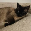Blue-eyed Siamese cat – foster program Blue-eyed Siamese female cat from Veronica’s Cat Boarding foster program in Snohomish County