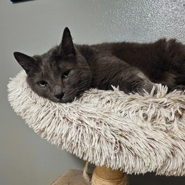 Whisker Foundation - Adult Cat Fenrus 3