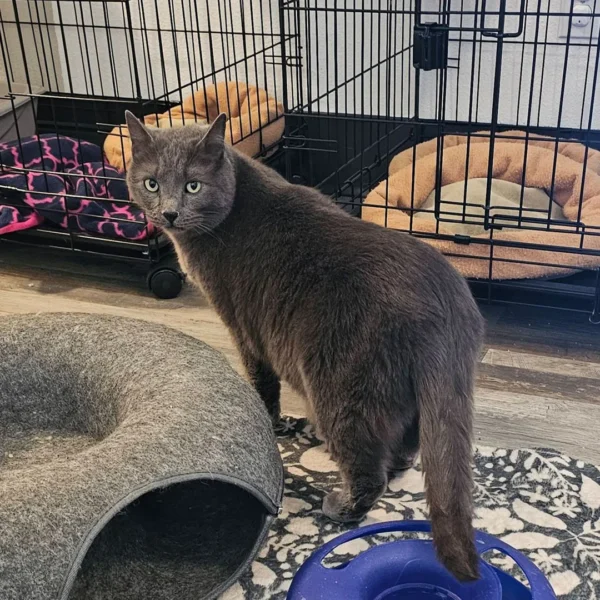 Whisker Foundation - Adult Cat Fenrus 2