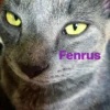 Whisker Foundation - Adult Cat Fenrus 1