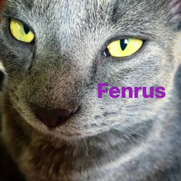 Whisker Foundation - Adult Cat Fenrus 1