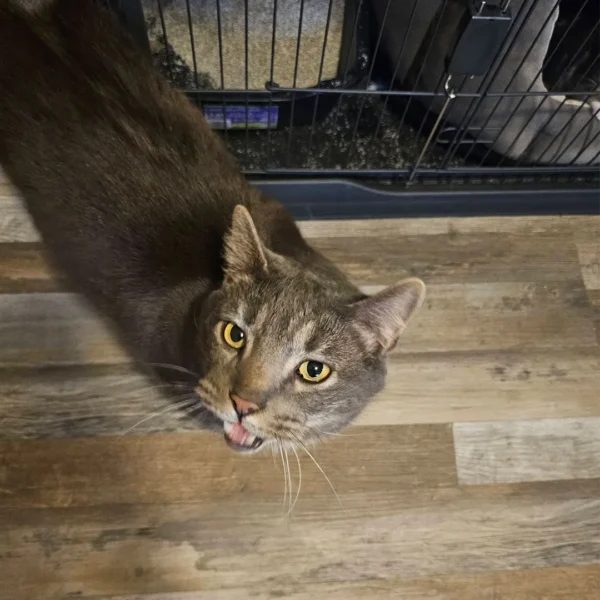 Whisker Foundation - Adult Cat - Sterling 2 Whisker Foundation - Adult Cat - Sterling 2