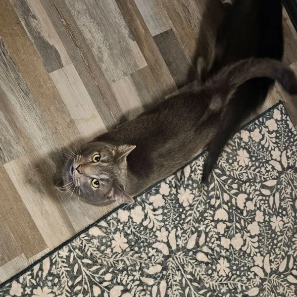 Whisker Foundation - Adult Cat - Sterling 3 Whisker Foundation - Adult Cat - Sterling 3