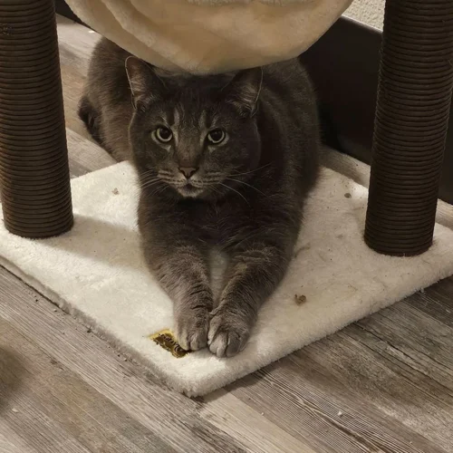 Whisker Foundation - Adult Cat - Sterling