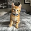 Whisker Foundation - Kitten- Orange- Roo 1