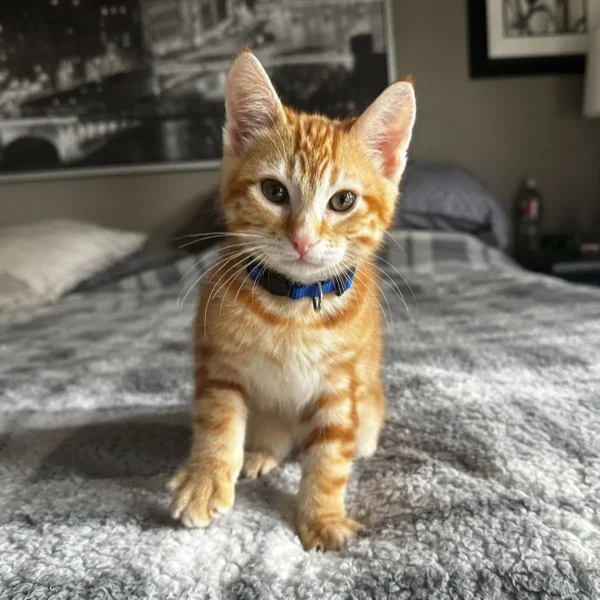 Whisker Foundation - Kitten- Orange- Roo 1