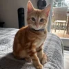Whisker Foundation - Kitten- Orange- Roo 2