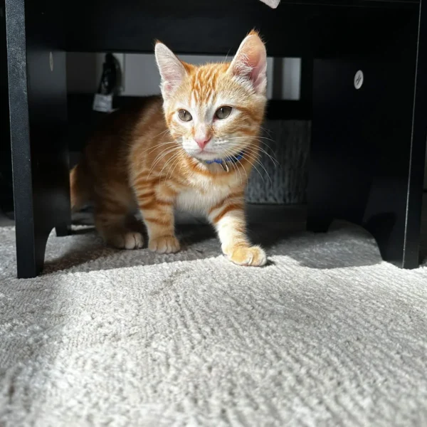 Whisker Foundation - Kitten- Orange- Roo 4