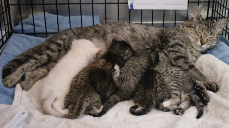 Whisker Foundation -mother cat nursing kittens in rescue in Everett, Snohomish County, Washington