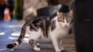 Whisker Foundation - Cat Roaming outside - Why do cats go missing?